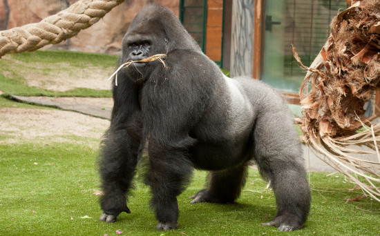 gorillah