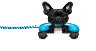 Телефон для собак DogPhone: позвони мне пес